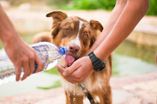 Dog water bottle